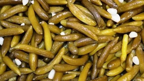 راهنما ی خرید خیارشور ممتاز + قیمت عالی